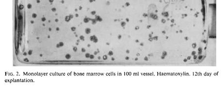 stromal cells Mesodermal progenitor cells Mesenchymal stem cells y