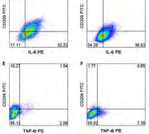 from PB monocytes ( CD14+ cells cultured x 7 days) MQ+ MSC MQ