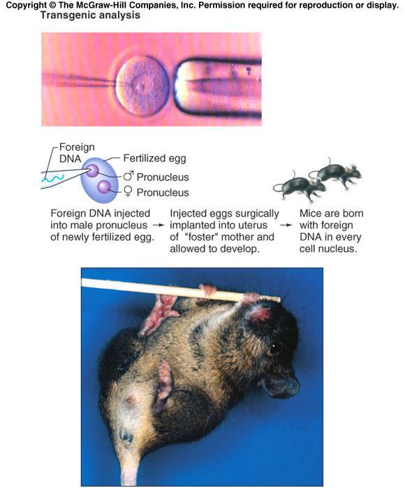 Making a transgenic mouse The transgene integrates randomly into the mouse genome usually in 1 place The mouse is hemizygous for the