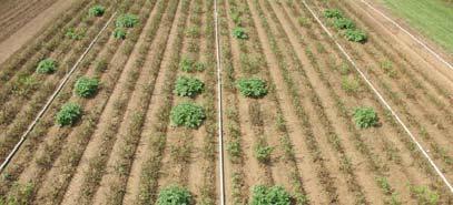 Innate Potato Generation 2 Innate Potato Generation 2 (PPO enzyme gene silenced and late blight resistance gene from wild relative
