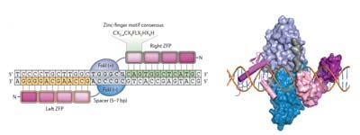 Targetable nucleases/cleavage reagents Key