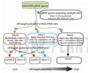 RNA-guide for nuclease Kim and Kim, 2014.