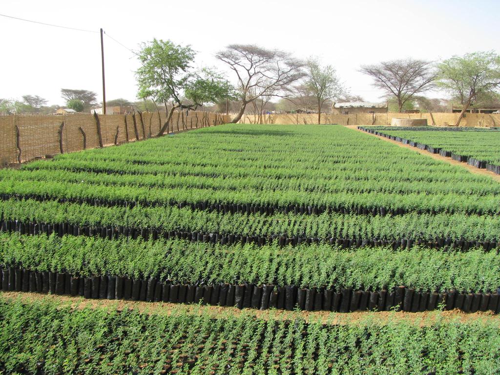 260 Journal of Resources and Ecology Vol. 9 No. 3, 2018 Photo 3 Replantation area north Senegal - From NAGGW, 2016 Photo 1 Nursery grounds in north Senegal - Photo by A.