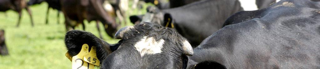 Recruiting the Resilient Dairy Cow (Inter)national research & the benefits to crossbreeding Milk