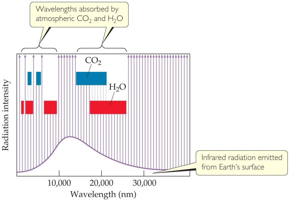 The Greenhouse Effect Carbon dioxide and water vapor absorb some radiation from the surface; the ozone layer