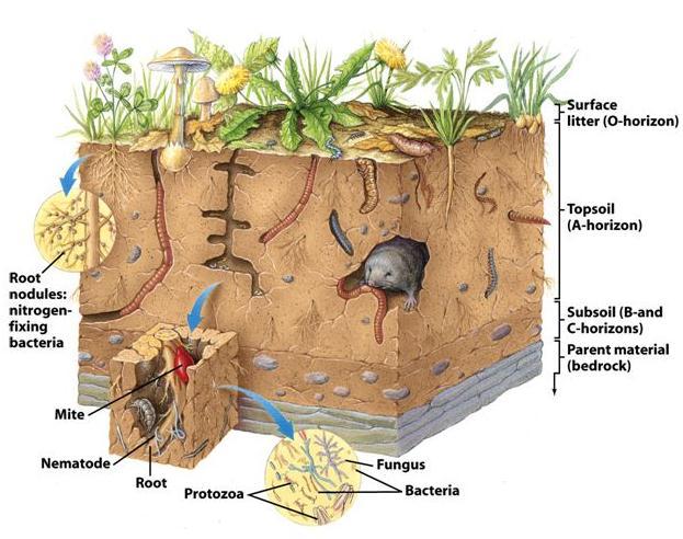 Soil organisms: Organisms like earth warm and other benefiting the soil should be promoted. Earth warms through aeration of soil, enhances the availability of macronutrients in the soil.