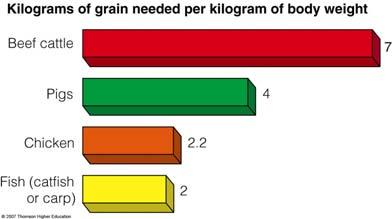 PRODUCING MORE MEAT Efficiency of converting grain into