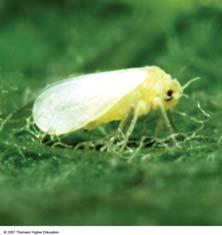 Superpests Superpests are resistant to pesticides. Superpests like the silver whitefly (left) challenge farmers as they cause > $200 million per year in U.S. crop losses.