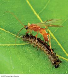 Other Ways to Control Pests There are cultivation, biological, and ecological alternatives to conventional chemical pesticides.