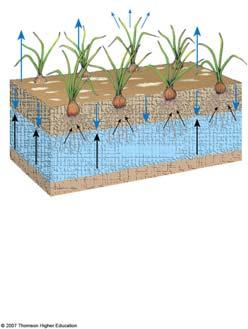 plants. Transpiration Evaporation Evaporation Evaporation Waterlogging Less permeable clay layer Salinization 1.