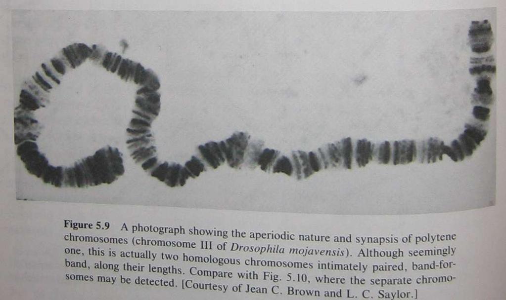 10 Polytene chromosomes In flies and mosquitoes, giant chromosomes in