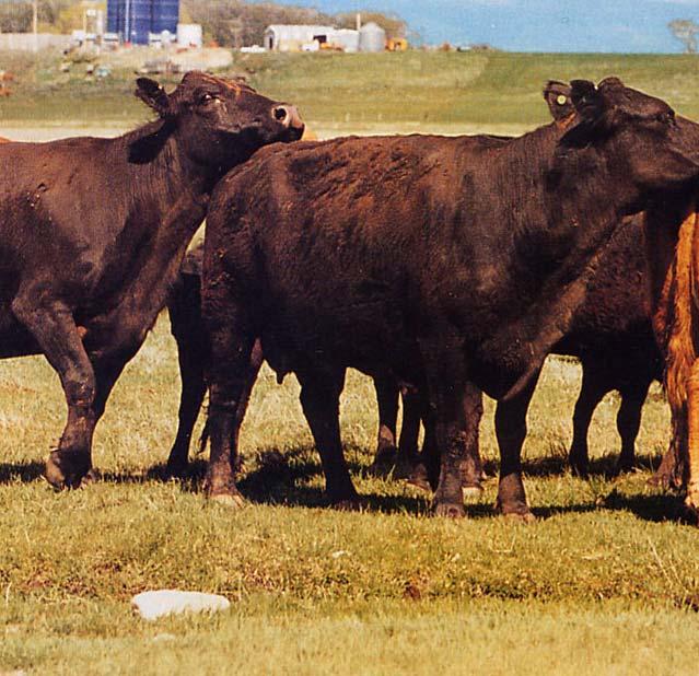 Cowherd Genetic Breed ANxSM Mature Size 1200-1300 lbs Milk production Peak milk 24 lb