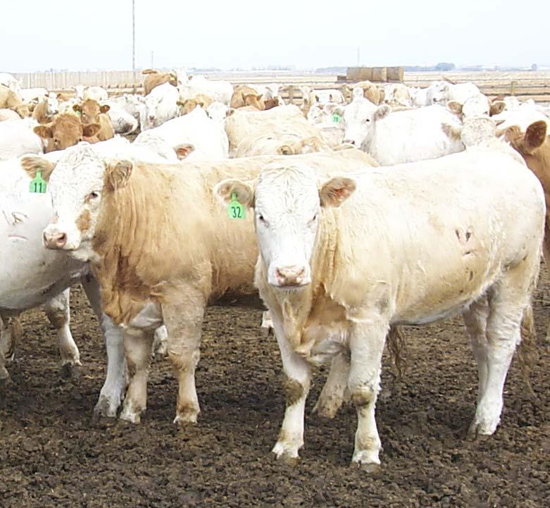 Selecting/Culling Heifers Culling Birth date Weaning weight Dams production