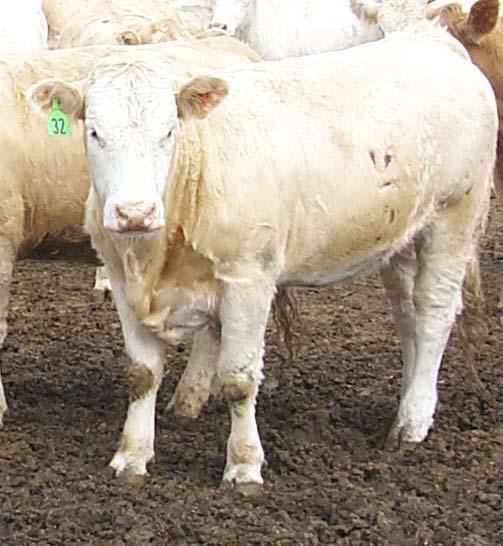 Target Breeding Weight Mature cow size 1300 Target weight (65%) 845 Current Weight 550