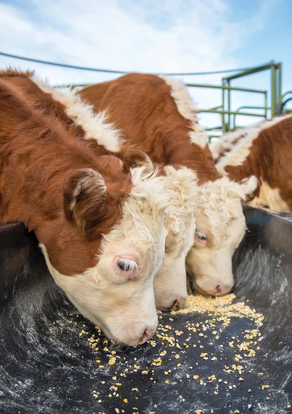 Image Hereford calves eating