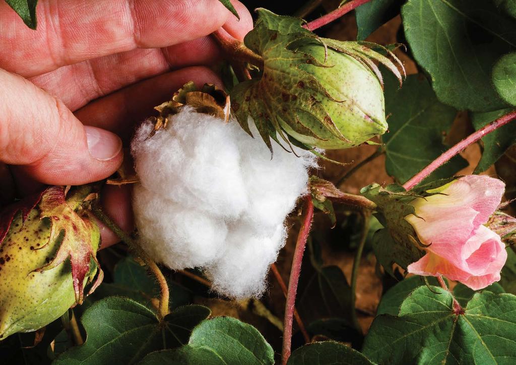 Image Three stages of the cotton