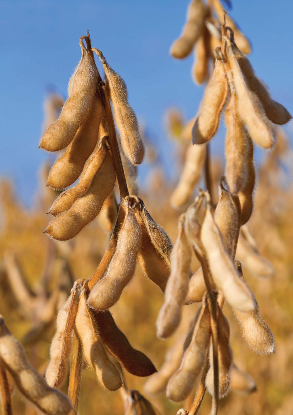 Image Soybeans ready