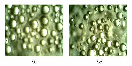 agent on the production yield and size of microsponge Two different concentrations viz. 0.5 % and 1.