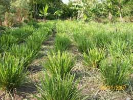 Mobilisation of communities into Vetiver business