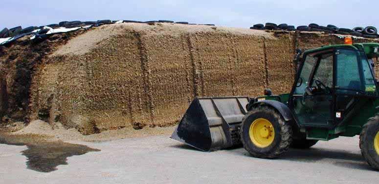 Processing Corn Silage Needed to maximize digestion of grain Can affect fiber length Lengthen TLC to 3/4 inch Processor setting 1 to 3 mm depending on TLC and moisture of grain (drier grain more