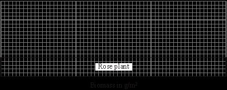 (a) Complete the pyramid of biomass for this food chain. The rose plant has been done for you. You should draw the rest of the pyramid to the same scale. (5 small squares = 50 g/m 2.