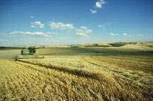 Organic Grain and Pulse Acres Washington State 14,000 12,000 10,000 Acres 8,000 6,000 4,000 2,000 0 Corn Wheat
