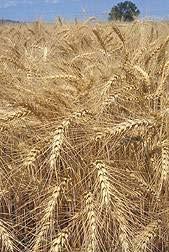 Organic Wheat Acres 2008 Durum Other Spring Winter All Wheat US* 22,038 93,372 202,968 318,378 1 MT 19,604 33,931 16,815 70,350 2 UT 850 36,829 37,679 3 CO 3,597 23,179 26,776 4 ND 1,589 20,867 3,081