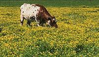 Alfalfa Hay Other Hay Pasture & Range 0 2004