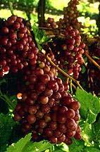 Organic Grape Acres Washington State 4,000