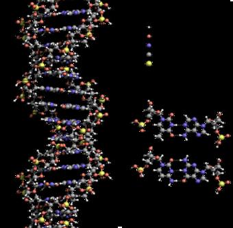of DNA