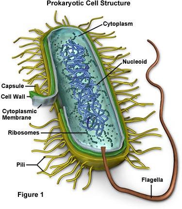 Prokaryotes (Bacteria and Archaea) First appeared ~ 3-4 10 9 years ago FREE LIVING Or