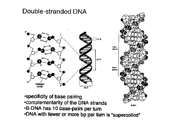 chromosomes Properties of DNA Replication