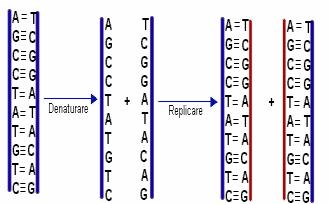 Replication Functions of DNA Contains genetic