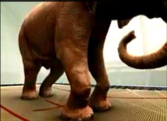 trampolining elephant works