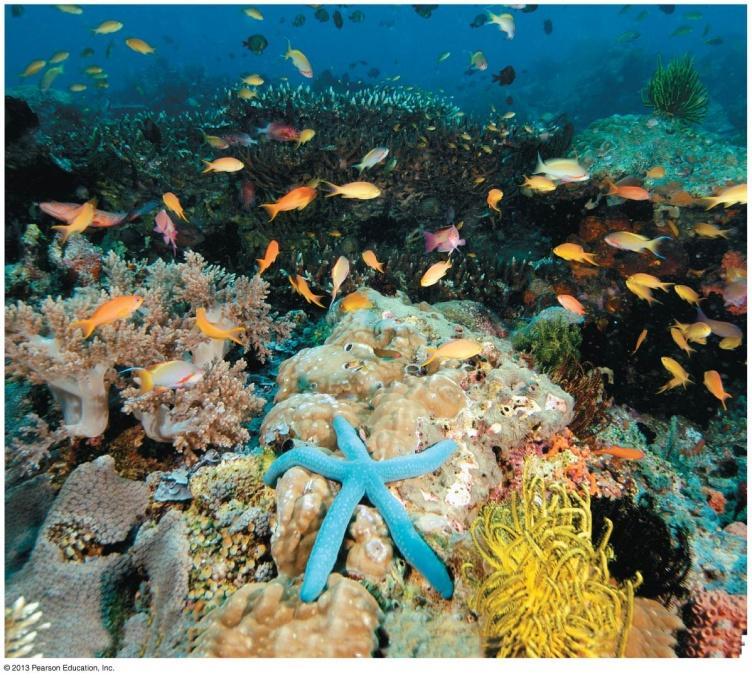 Saltwater Ecosystems Coral reefs built by coral Productive and rich
