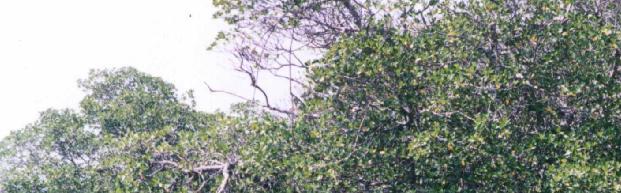 -Mangrove not a taxonomic group,