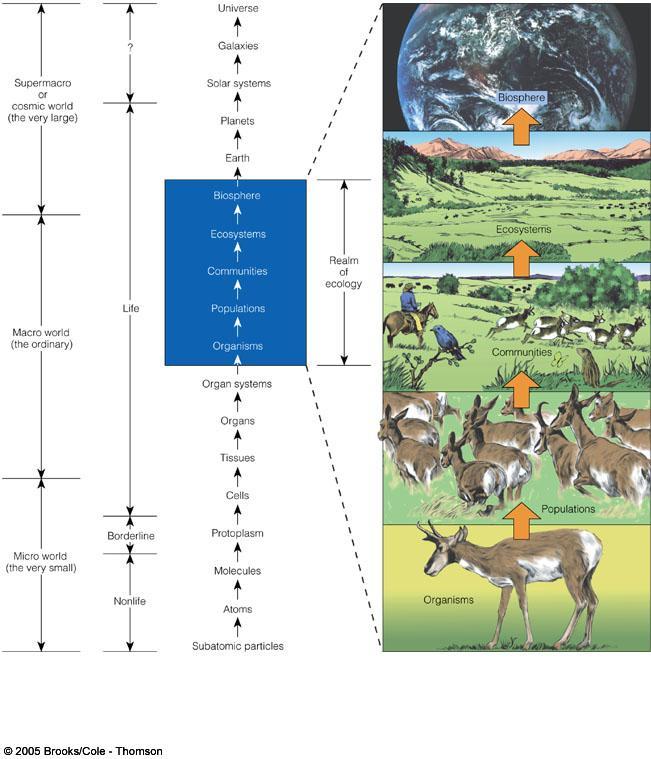 What is Ecology? The study of biological organization at and above the level of the organism.