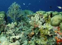 For example, coral reefs are distinctive