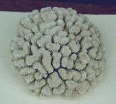 -the reef building corals (Phylum Cnidaria,