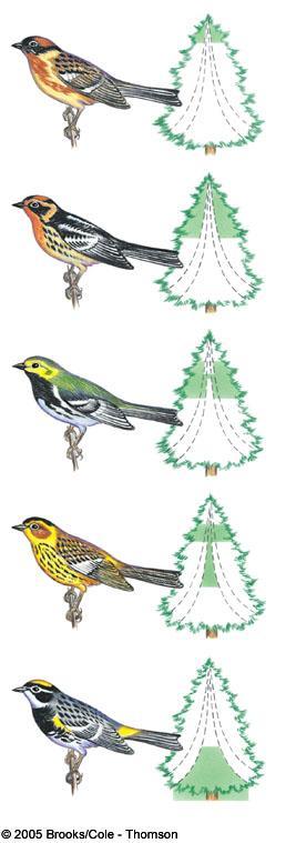 Populations The niche of a given species is also shaped by interactions with can limit the niche MacArthur s Warblers