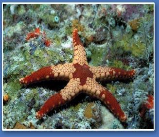 sponges, starfish).