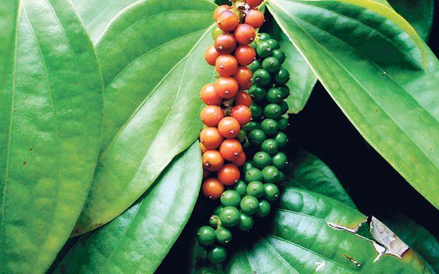Spicing up the local pepper industry By Janaka Wijayasiri - Black pepper (Piper nigrum L.), known as the King of Spices, is the most important and widely used spice in the world.