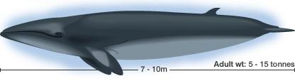 species. Minke whale = most hunted species http://news.bbc.co.