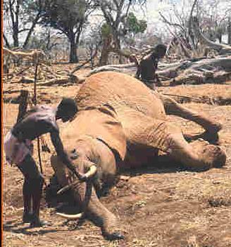 Illegal poaching http://cnnstudentnews.cnn.com/earth/9710/02/kenya.