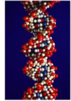 understanding that DNA is the genetic