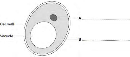 (a) The diagram shows a yeast cell. Parts A and B are found in human cells and in yeast cells. On the diagram, label parts A and B. (b) Many types of cell can divide to form new cells.