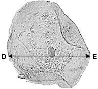 Tick one box. Cheaper Higher magnification Lower resolution (e) The cheek cell in Figure 2 is magnified 250 times. The width of the cell is shown by the line D to E.