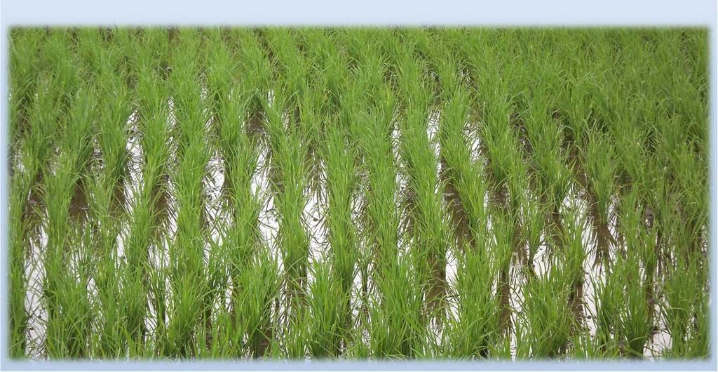 Agenda Overview of the Global Rice Market Competitiveness: