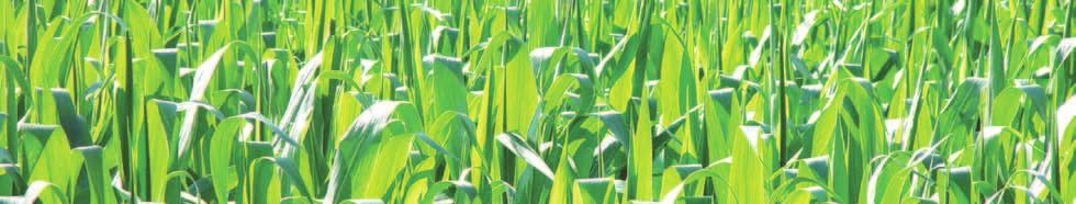 Purdue extension BioEnergy ID-417-W Fueling America Through Renewable Resources The economics of Harvesting Corn Cobs for energy Matthew J.