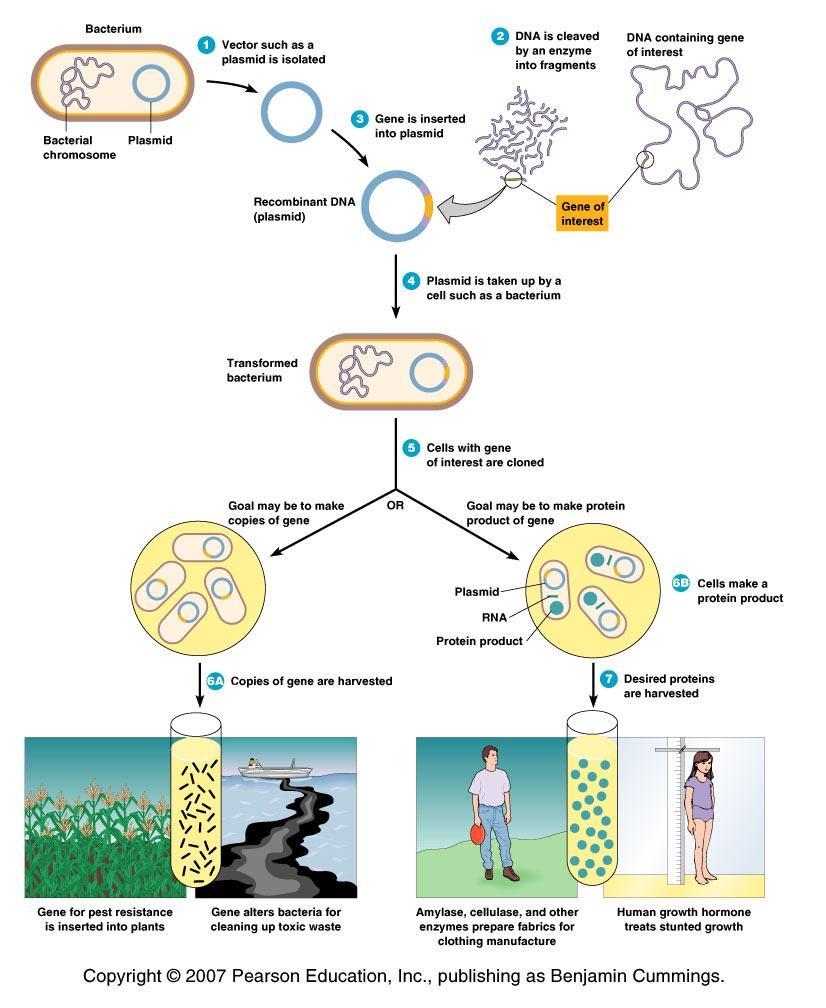 An Overview of Recombinant DNA Technologies 1. Gene of interest (DNA) is isolated (DNA fragment) 2.